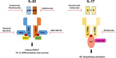 The IL-17/IL-23 Axis and Its Genetic Contribution to Psoriatic Arthritis